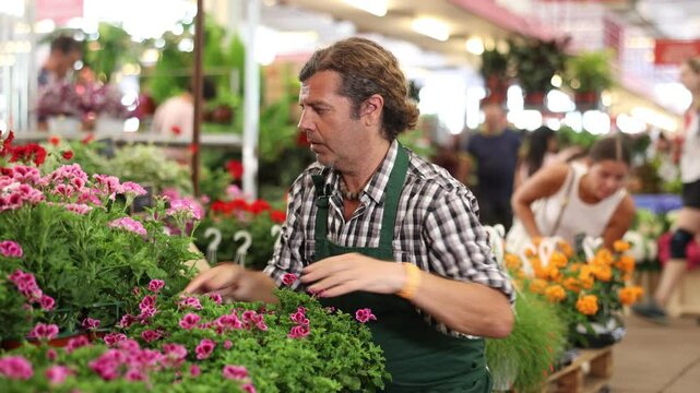 Careful middle-aged man seller holding flower-pot with geranium in plants market. High quality 4k footage