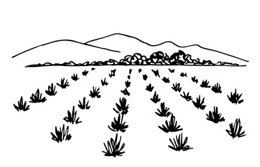Hand drawn simple vector illustration with black outline. Farm fields, agave bushes, mountains, growing plants. Production of tequila, mezcal. Alcoholic drinks. Sketch in ink.