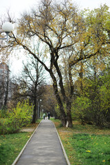 Obraz premium Peaceful Urban Park Pathway Surrounded by Autumn Trees and Greenery