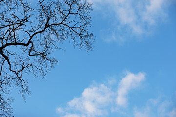 Obraz premium Bare Tree Branches Against Clear Blue Sky with Wispy White Clouds