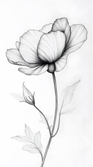 Fototapeta premium Monochrome line art drawing of a single poppy flower.