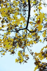 Autumn Branches with Yellow Leaves Against a Cloudy Sky in Fall Season
