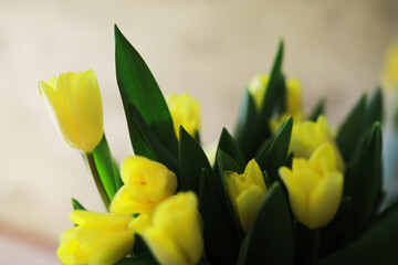 Naklejka premium Fresh Yellow Tulips with Green Leaves in Soft Focus for Bright Spring Decorations