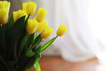 Naklejka premium Bright Yellow Tulips on Display with Soft White Curtain Background