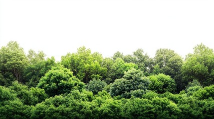 Fototapeta premium Lush green forest canopy against a white background.