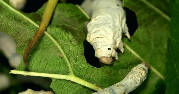 Silkworm eagerly devour green leaves, particularly mulberry leaves