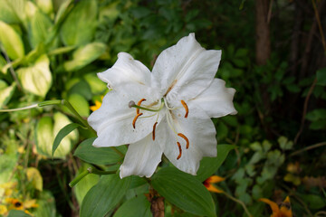 Fototapeta premium Beautiful white lily against a background of green leaves close-up