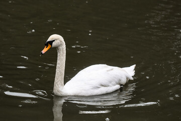 Fototapeta premium White Swan swimming on a lake on a rainy day