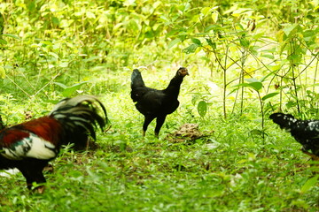 photography of free-range chickens looking for food