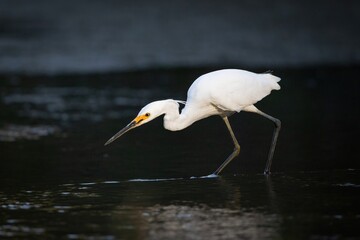 A beautiful predator called a little egret, with white breeding plumes on its head, stands poised to strike at a fish in shallow water in a wetland on the Gold Coast in Queensland, Australia.