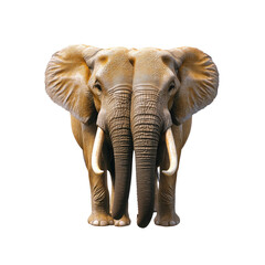 Fototapeta premium Majestic Double Elephant A Symbol of Strength and Wisdom