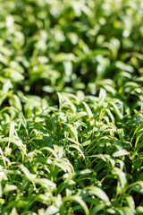 Obraz premium A vibrant field of green plants flourishing in warm sunlight
