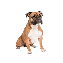 Obraz premium Adorable Olde English Bulldogge Sitting Against White Background