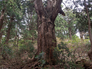 Obraz premium 佐渡島の天然杉