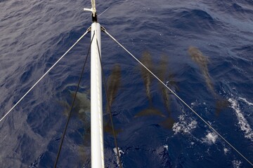 A pod of dolphins glide alongside the bow, guiding the sailboat through the waves. A beautiful...