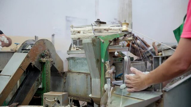 Silkworm cocoons conveyor at silk factory.