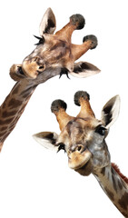 Two curious giraffes peeks from above. Cute giraffe  with open mouth looks interested. Animal...