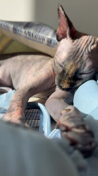 Elegancia Felina : un gatito sphynx durmiendo n&iexcl; en su cama 