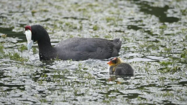 Red-knobbed coot and chick foraging for food in a lake full of waterweeds