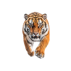 Obraz premium Majestic Bengal Tiger Charging - Powerful Wildlife Image