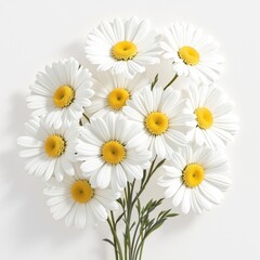Fototapeta premium Aesthetic composition of white daisies with sunny yellow centers against a plain white backdrop, artwork, modern