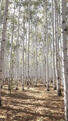 A peaceful forest scene with white birch trees standing tall, trees, serene, white, birch, tall