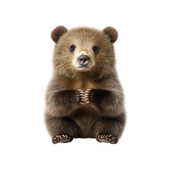 Fototapeta premium Adorable Brown Bear Cub Sitting on White Background