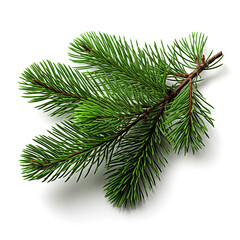 Pine branch. Green pine branch on a white background.