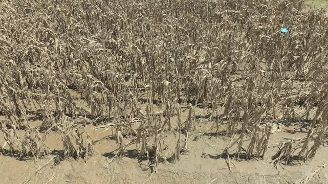 Flash flood destroys corn and vegetable crop in Southeast asia.