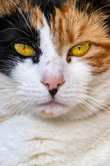 Portrait de chat