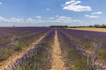 Obraz premium Lavender field before harvest, Valensole, Provence, France