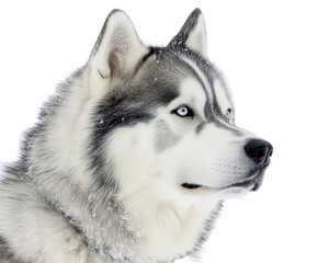 Obraz premium A stunning profile portrait of a Siberian Husky dog covered in light snow against a black background.