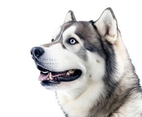 Fototapeta premium A Striking Profile Of A Siberian Husky Dog