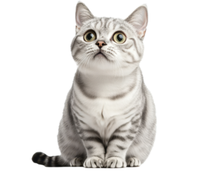 A digitally enhanced image shows a gray tabby cat sitting, looking upward with large, expressive eyes.