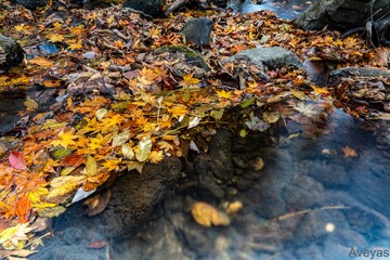 Obraz premium 冬の沢