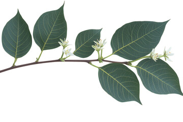 Naklejka premium Branch with white blossoms and green leaves isolated. PNG transparent.