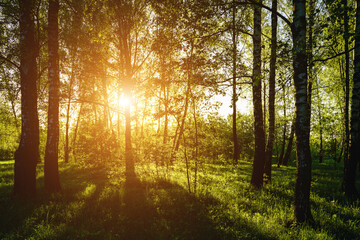 Obraz premium Grove of birches with young green leaves at sunset or sunrise in spring or summer. Vintage film aesthetic.