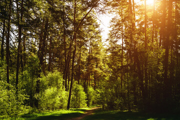 Obraz premium Sunbeams streaming through the pine trees and illuminating the young green foliage on the bushes in the pine forest in spring. Vintage film aesthetic.