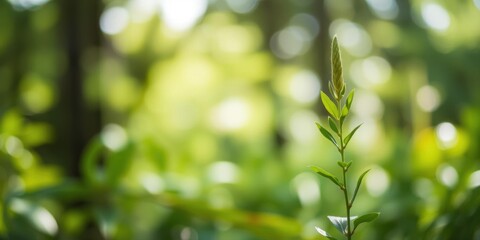 Green bokeh background featuring out-of-focus natural forest elements, growing, bokeh