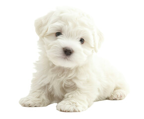 Obraz premium An image of a small, fluffy white puppy sitting down against a black background.