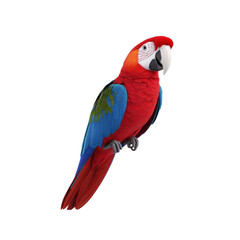 Obraz premium Vibrant Red and Blue Macaw Parrot Isolated on White Background