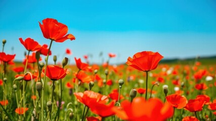 Obraz premium Vibrant red poppies blooming in a sun-kissed summer meadow, nature, outdoors