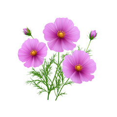 Vibrant Pink Cosmos Flowers in Full Bloom