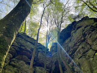 Huge rocks with moss and trees in the forest. Mullerthal region in Luxembourg