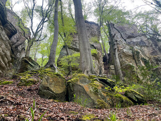 Huge rocks with moss and trees in the forest. Mullerthal region in Luxembourg