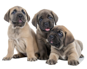 Fototapeta premium Large mastiff puppies isolated on white background. Three Large mastiff puppies sitting and looking at camera on white