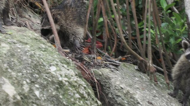 wild raccoon in yucatan mexico