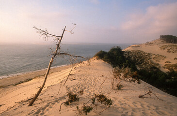 Dune du Pilat, Bassin d'Arcachon, Landes de Gascogne, 33, Gironde, France