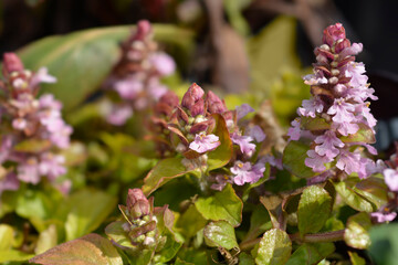 Bugle Gold Chang flowers