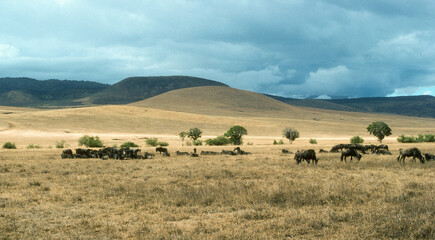 Fototapeta premium Gnou à queue noire, Connochaetes taurinus, Parc national du N.Gorongoro Crater, Tanzanie